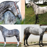 Grey Brindle Lustiano