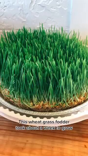 k hjeSA2Yw6QUP2l.jpg