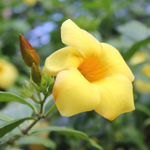 yellow allamanda 1190450 1920.jpg