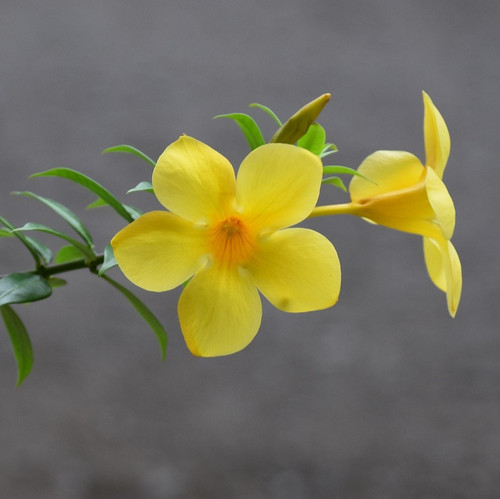 yellow bell flower 1207451 1920.jpg