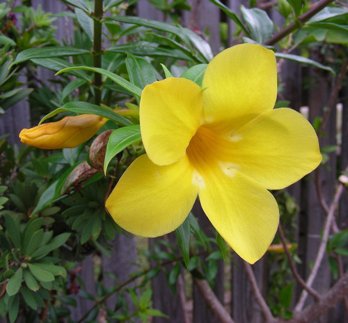 yellow 73620 1920.jpg
