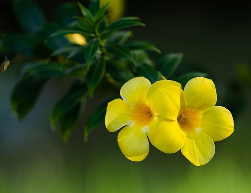 allamanda 6552531 1920.jpg