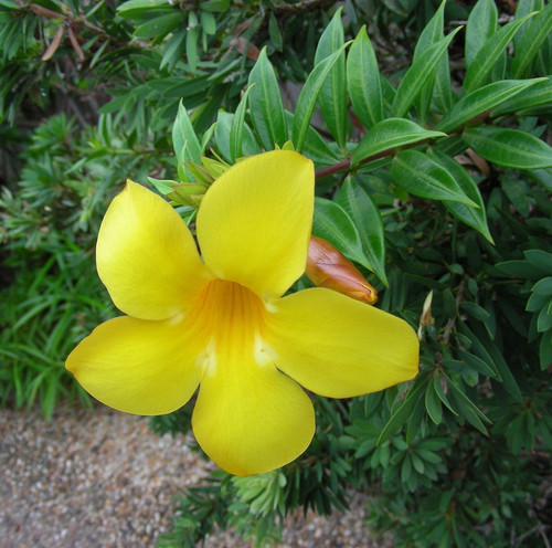yellow 73619 1920.jpg