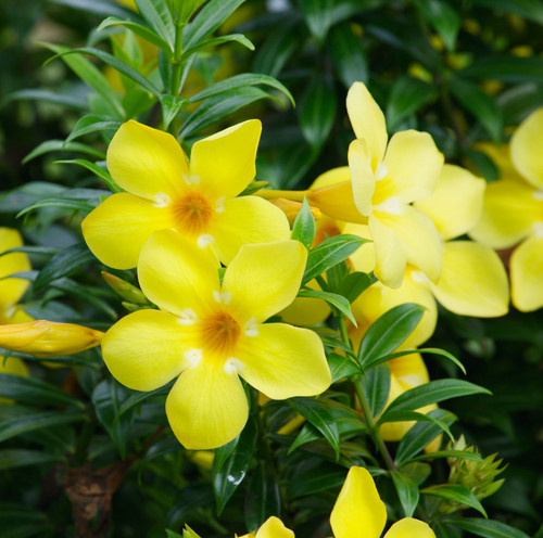 yellow flowers.jpg