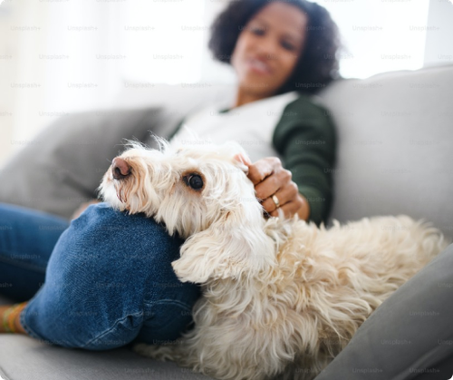 Professional Pet Boarding Service Noida.png