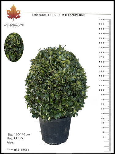 photo 5996633261822035320 y.jpg