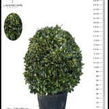 photo 5996633261822035320 y