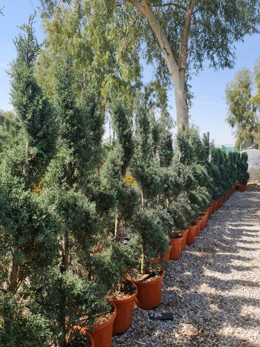 photo 5996633261822035308 y.jpg