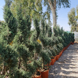 photo 5996633261822035308 y