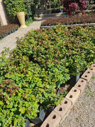 photo 5996633261822035304 y.jpg