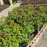 photo 5996633261822035304 y