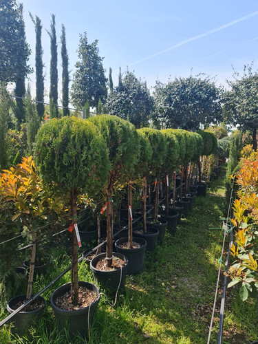 photo 5996633261822035295 y.jpg