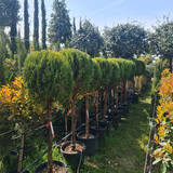 photo 5996633261822035295 y