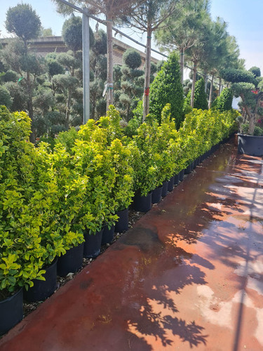 photo 5996633261822035288 y.jpg