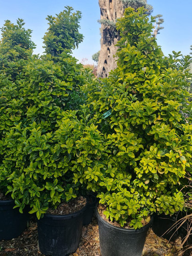 photo 5996633261822035297 y.jpg