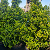 photo 5996633261822035297 y