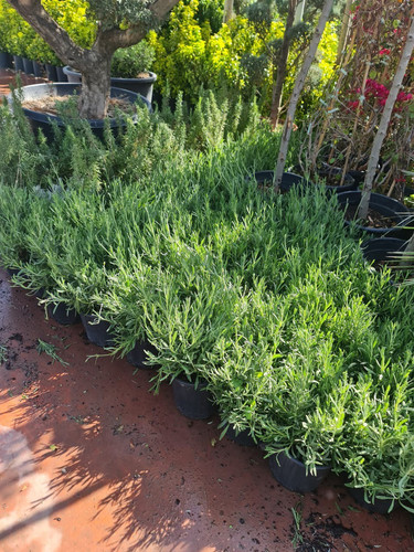 photo 5996633261822035296 y.jpg