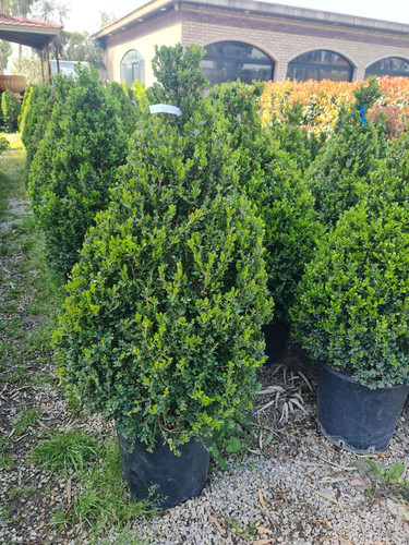 photo 5996633261822035302 y.jpg