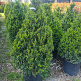 photo 5996633261822035302 y