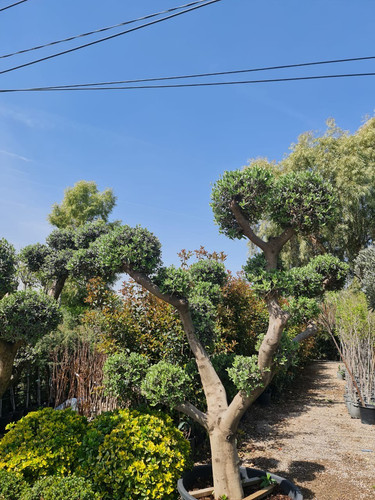 photo 5996633261822035290 y.jpg