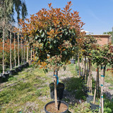 photo 5996633261822035300 y