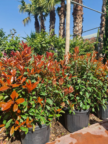 photo 5996633261822035298 y.jpg