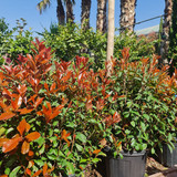 photo 5996633261822035298 y