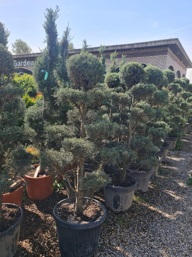 photo 5996633261822035293 y.jpg