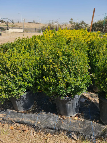 photo 5996633261822035301 y.jpg