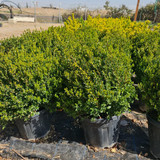 photo 5996633261822035301 y