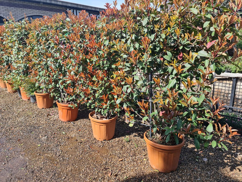 photo 5996633261822035310 y.jpg