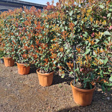 photo 5996633261822035310 y