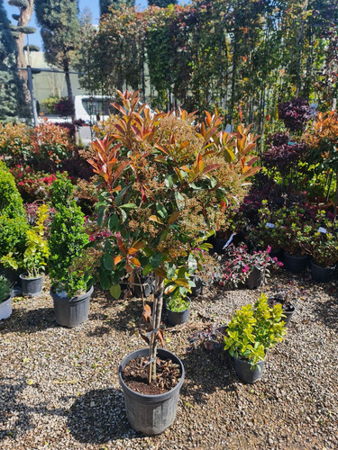 photo 5996633261822035309 y.jpg