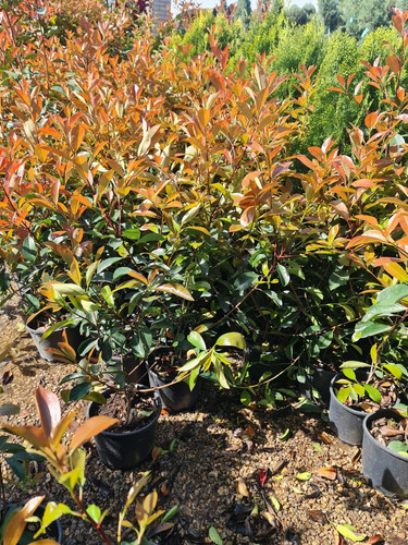 photo 5996633261822035306 y.jpg