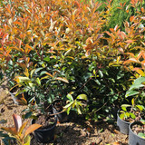 photo 5996633261822035306 y