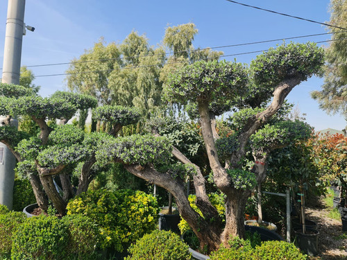 photo 5996633261822035299 y.jpg