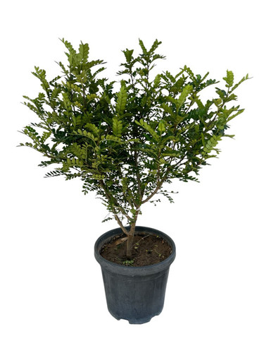 photo 5996633261822035321 y.jpg