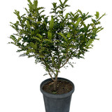 photo 5996633261822035321 y