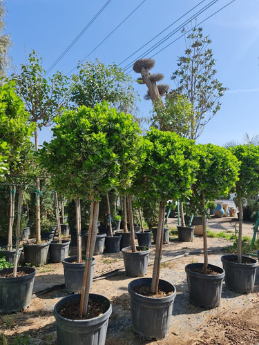 photo 5996633261822035294 y.jpg