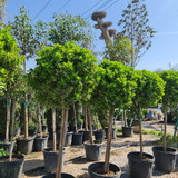 photo 5996633261822035294 y