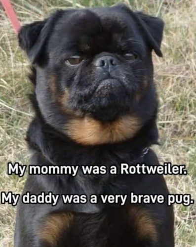 Screenshot 2025 03 28 at 13.52.05.png