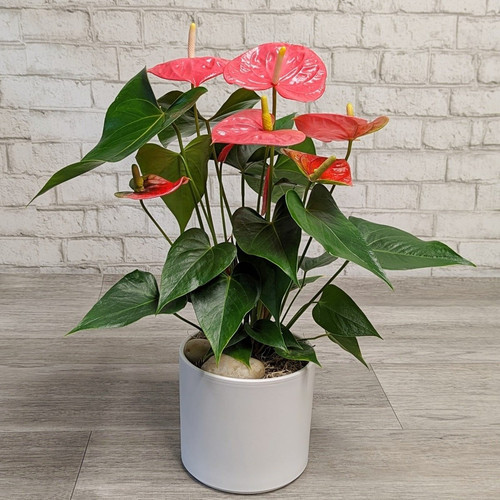 Anthurium 1.jpg