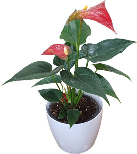 no perennial yes red anthurium s.jpg
