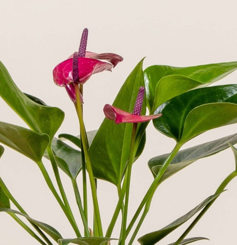 perennial no yes anthurium purpl.jpg