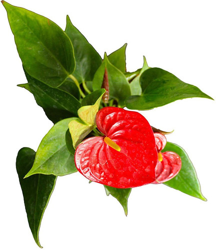 yes perennial no plant 593 1 ind.jpg