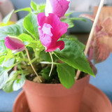 IMG20250504082655