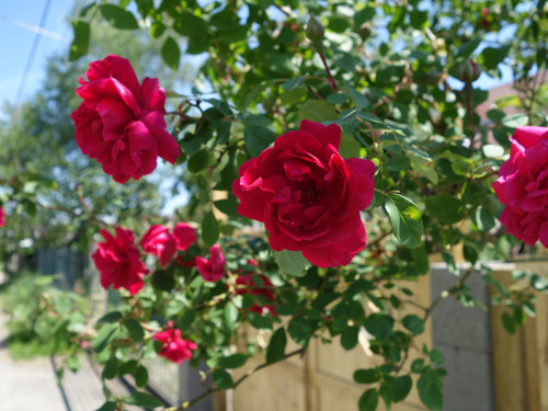 PICT 20250510 114712