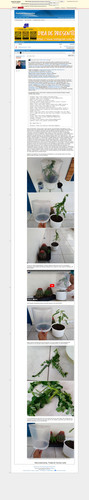 https://archive.ph/dBtUW (https://plantasexperimentos.proboards.com/post/1106).jpg