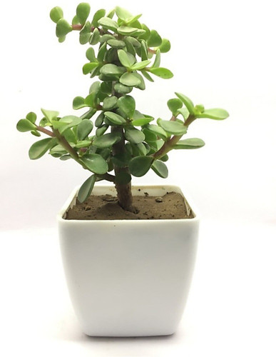 good luck jade plant 01 01 click.jpg
