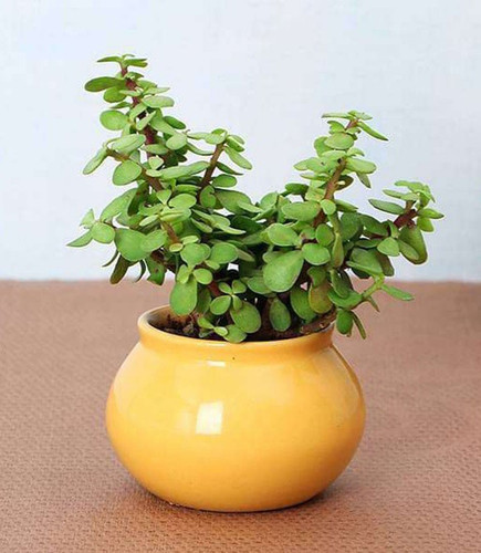 perennial yes yes jade plant 1 p.jpg